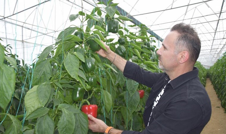 Yüzde 90’ı Aksu’da yetişiyor!  8 bin 500 metrekare alanda ekim yapıldı