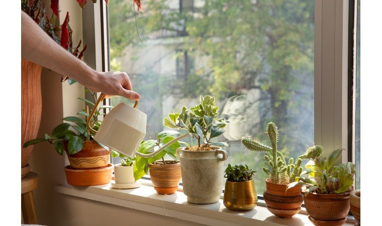 Evinize renk katacaklar! Evde bakabileceğiz fazla bakım istemeyen 10 bitki…