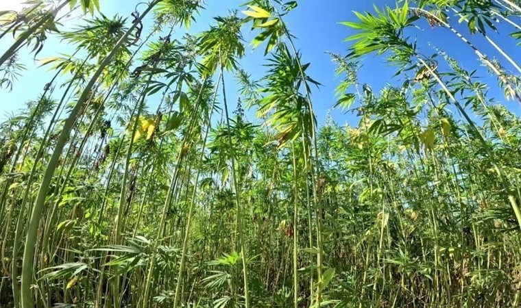 Türkiye’de en çok Samsun’da üretiliyor: Özel izinle yetiştiriliyor! Rekolte her yıl artıyor…