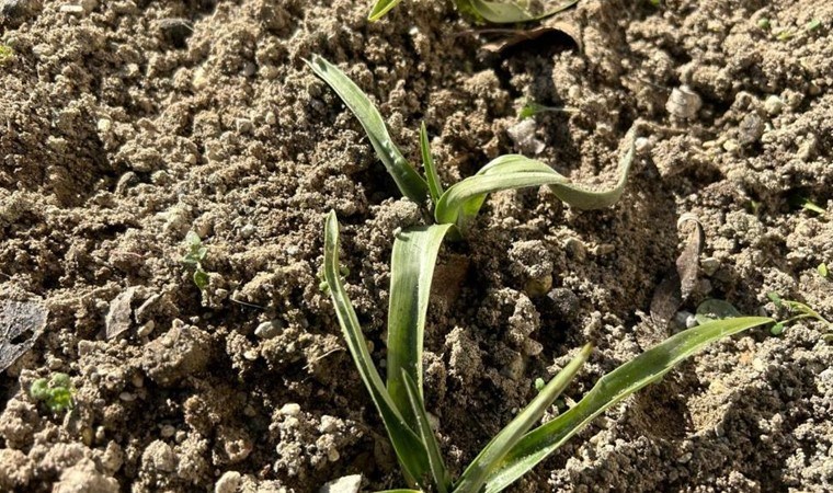 Afyonkarahisar’da deneme amaçlı ekildi: Hasadı elle yapılıyor