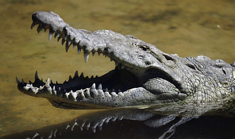 Sınır güvenliğinde ilginç öneri: ‘Timsah hendekleri’