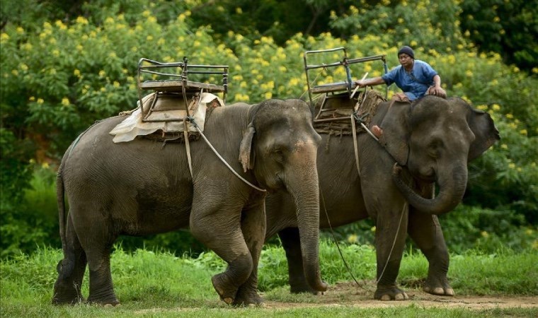 Yiyecek ve para dilenmek için kullanılıyormuş: Tayland’da bir fil, sahibini ezerek öldürdü!