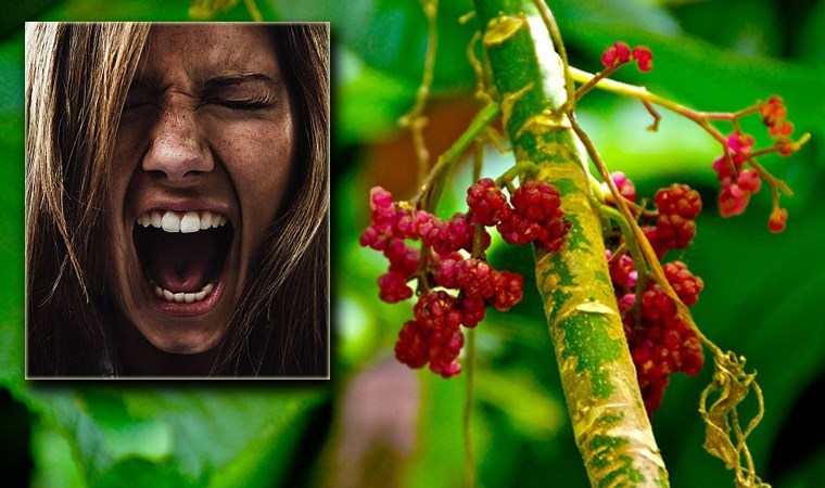 Dünyanın en ölümcül bitkisinin kurbanı anlattı