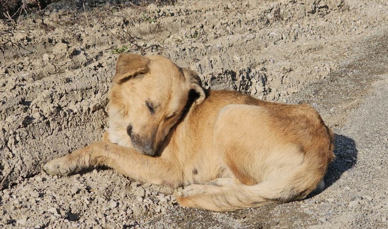 Uyuşturdukları köpekleri ölüme terk eden 3 şüpheli yakalandı: 21 bin 648 lira cezası kesildi