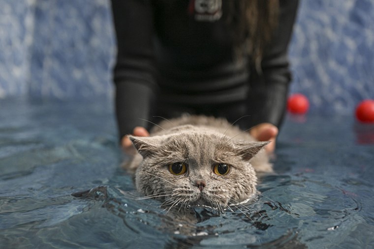 Hareket etmeyi sevmeyen kedi 'Şiraz' obez oldu, pilates ve yüzmeye zayıflıyor