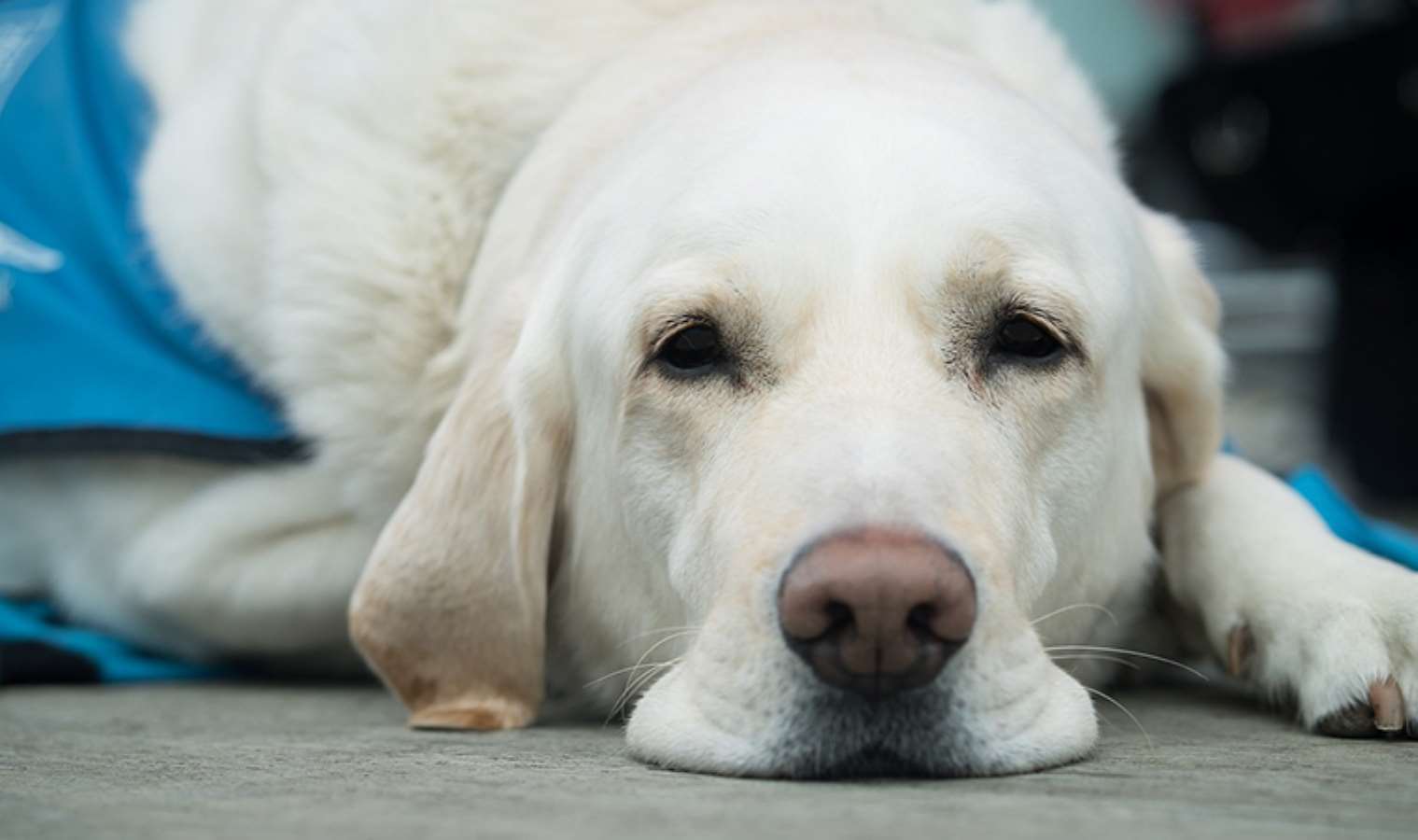 Araştırma: 'Köpekler stresin kokusunu alabiliyorlar' - Son Dakika Yaşam Haberleri | Cumhuriyet