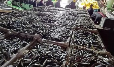 İstanbul'da kaçak avlanan 8 ton istavrit balığına el konuldu – Son Dakika Türkiye Haberleri | Cumhuriyet