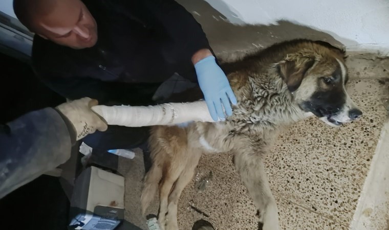 Hakkari’de aracın çarptığı köpek yaralandı