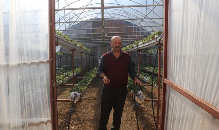 Ekim ayında ekmişti, ilk mahsulü aldı! 60 metrekarelik serada üretti! Kilosu 250 TL