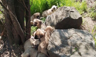 Yürekleri sızlatan görüntüler: Yavru köpekleri barınak önüne ağızları bağlı çuvallarla bıraktılar – Son Dakika Türkiye Haberleri | Cumhuriyet