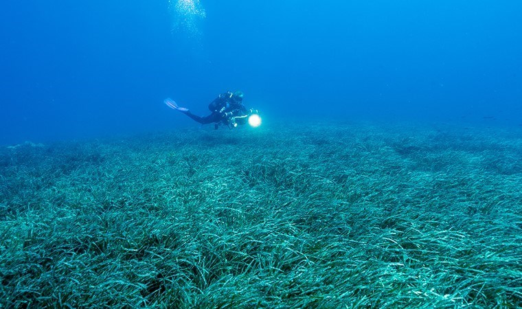 Marmara Denizi’nde keşfedildi: Çiçek açıyor, meyve veriyor!  İklim değişikliğine karşı bariyer…