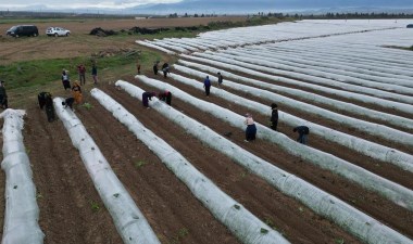Erzin'de 15 dönümlük alanda ekiliyor: İlk hasat mayıs sonunda – Son Dakika Yaşam Haberleri | Cumhuriyet