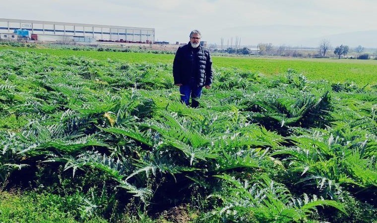 Eskiden sıradan bir sebze yemeğiydi, şimdi ilaç niyetine tüketiliyor! Sırrını çözmek için araştırma tarlası oluşturdu…