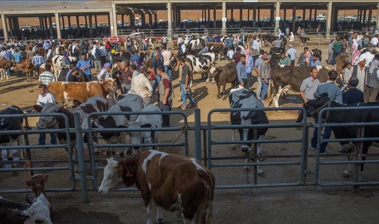 CHP’li Gürer: Hayvan varlığı azalınca, pazarda hayvan sayısı da azaldı!