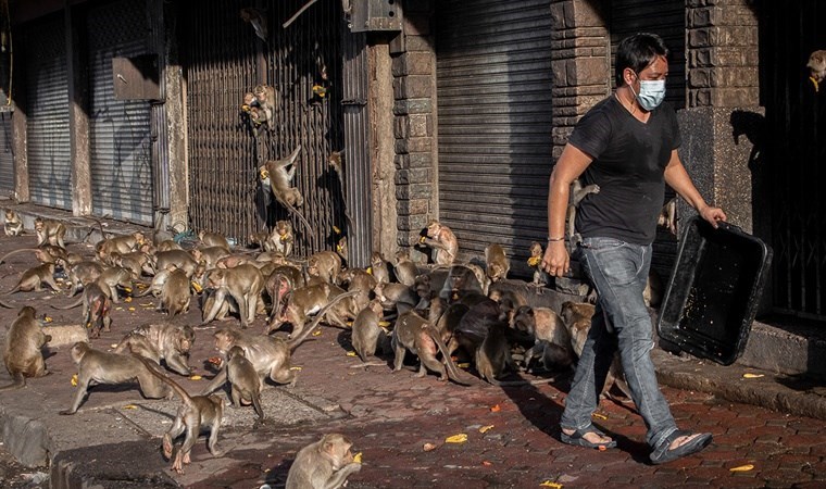 Maymun krallığı gerçek oldu… Şehri istila ettiler, yaşamı durma noktasına getirdiler!