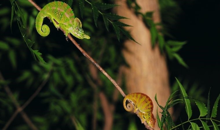 Her yıl nesli tükeniyor, birkaç ay sonra tekrar ortaya çıkıyor