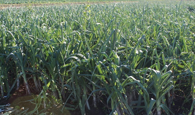 Bafra Ovası’nda hasat edildi: 12 ay kullanılıyor, durdukça lezzetleniyor! Kilosu 10 lira…