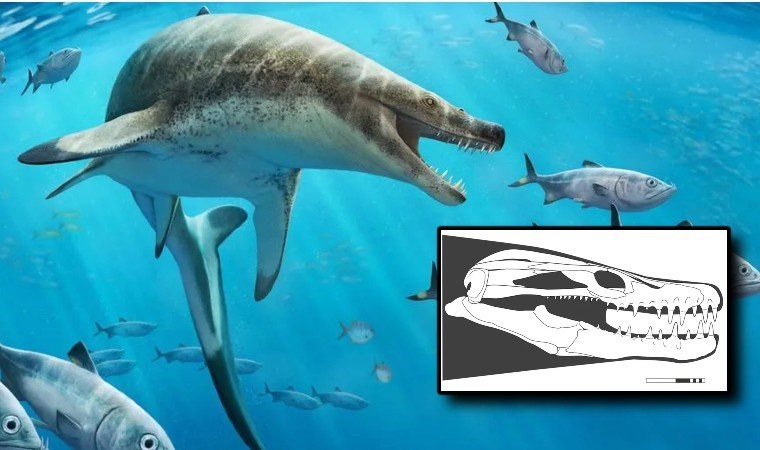 Bilim insanlarından yeni keşif: Dinozor çağında yaşamış