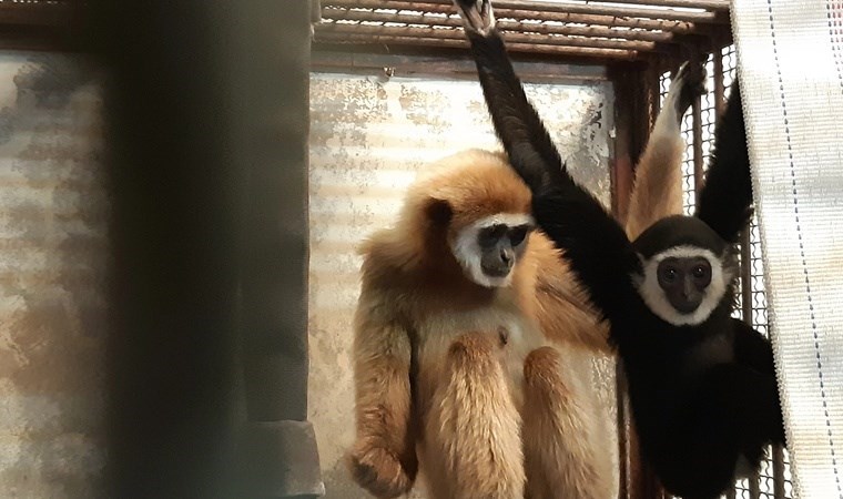 Tek başına kafeste tutulurken hamile kalan maymunun gizemi çözüldü