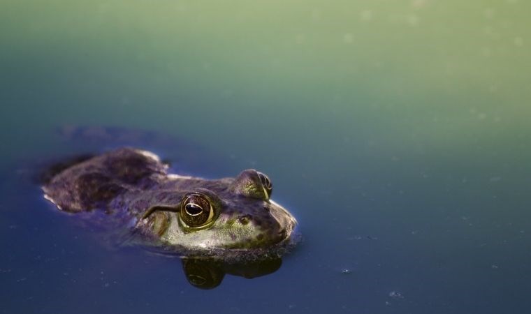 Kurbağa türleri tehlike altında! Peki neden?