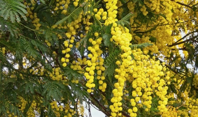 Baharın müjdecisini evinize taşıyın: Kadınların çiçeği Mimoza