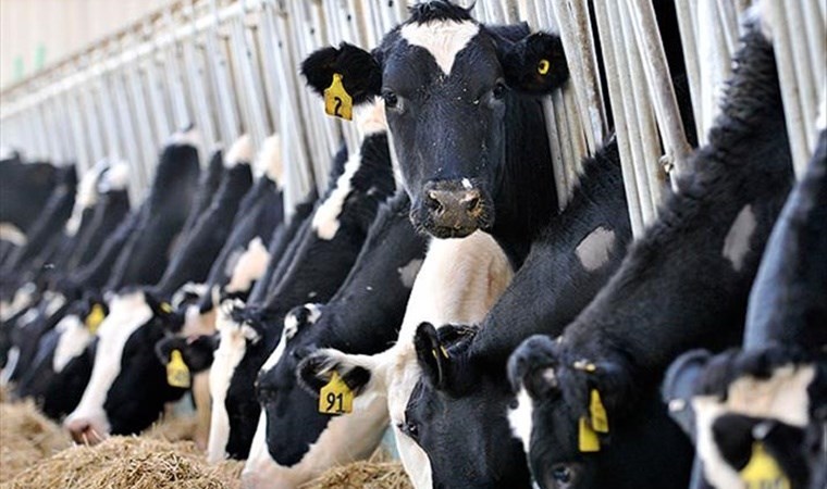 Besici: Süt üreticisi para kazanamazsa hayvan kesimleri artar