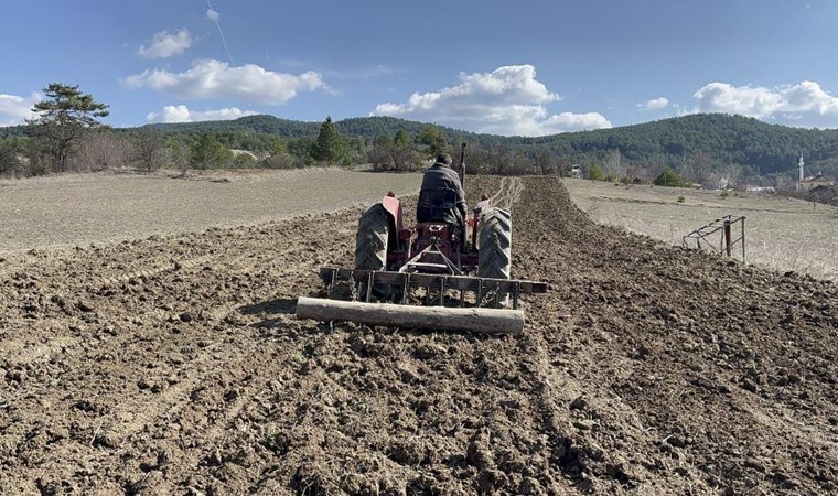 Hiçbir gübre kullanılmadan yetişiyor, hasadı ağustos ayında yapılacak! 12 bin yıllık miras…