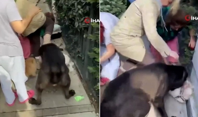 Sosyal medya fenomeni Banu Parlak’ın köpeği, komşusunun köpeğini parçalayarak öldürdü