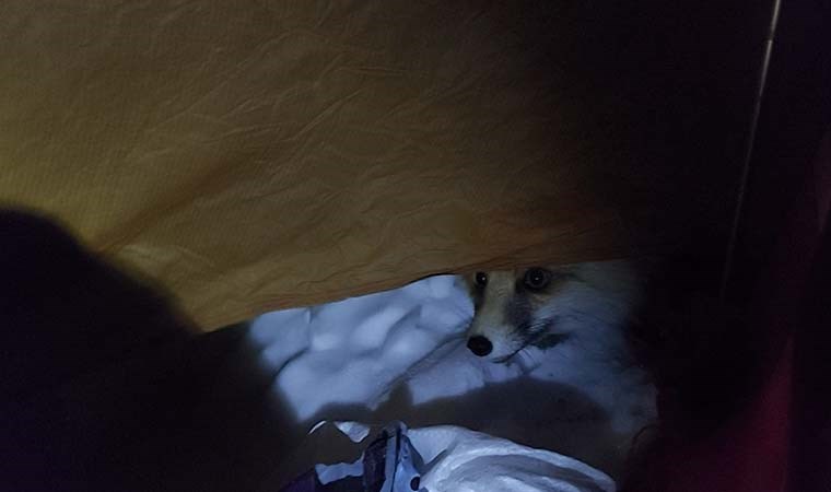 Helvanın kokusunu alan tilki çadıra dadandı