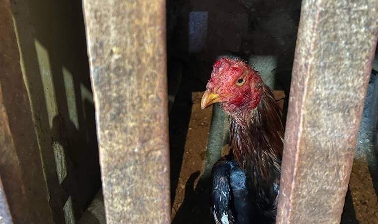 Osmaniye’de horoz dövüştüren 94 kişiye 603 bin lira ceza