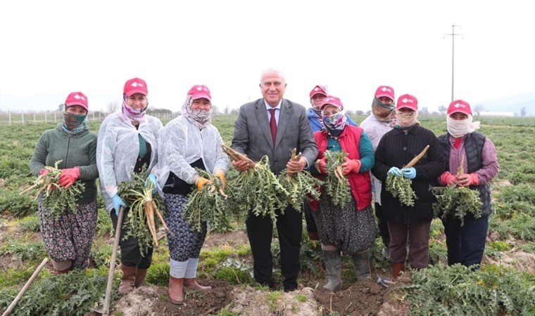 2 yıl önce ekilmişti, ilk hasadı başladı! Efeler’den dünyanın her yerine gönderilecek
