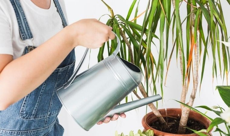 Çiçek sahiplerinin korkulu rüyası sivrisineklerden kurtulmak aslında bu kadar kolay…