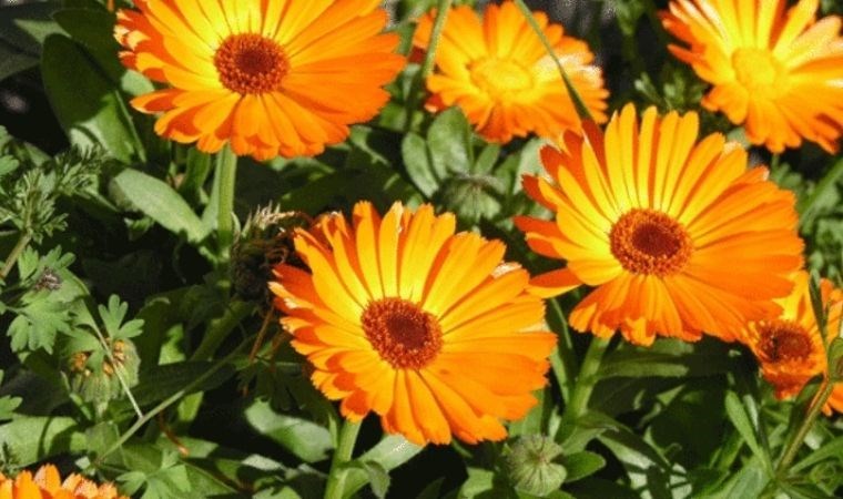 Sağlık ve güzelliğin sırrı doğada saklı: İşte mucizevi Aynısefa bitkisi ve faydaları…