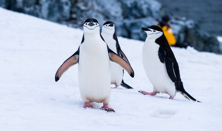 25 Nisan Dünya Penguenler Günü: Penguenlerle ilgili 4 ilginç bilgi!