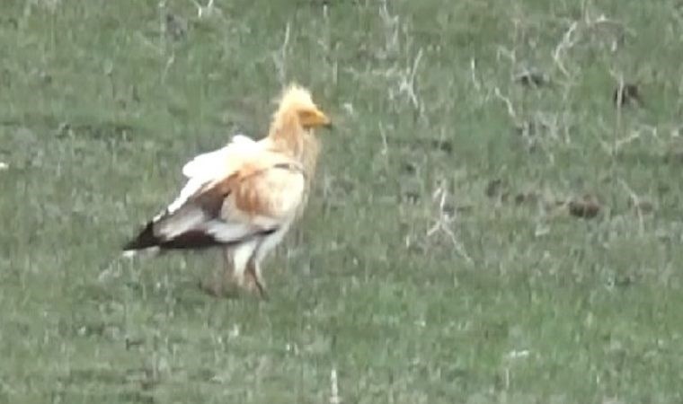 Nesli tükenme tehlikesi altında! ‘Küçük Akbaba’ Kars’ta ortaya çıktı
