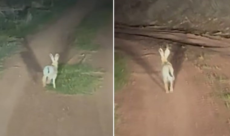 İnatçı tavşan arkasındaki araca dakikalarca yol vermedi