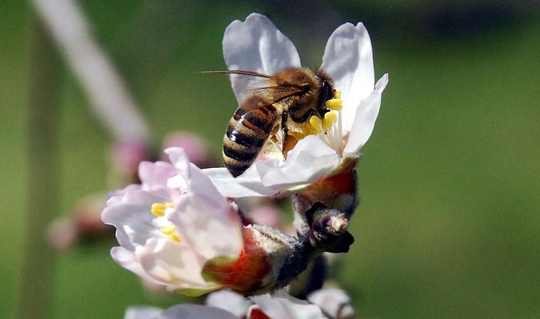 Tesadüfen keşfedildi: Sualtında da yaşayabiliyorlar