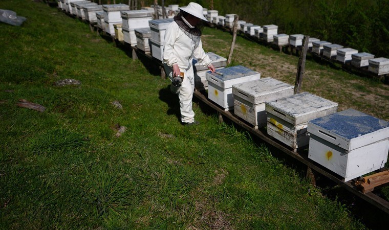İstanbul’da üst düzey yöneticiyken köye yerleşti: 5 kovan ile başladı şimdi 65 kovan ile üretim yapıyor