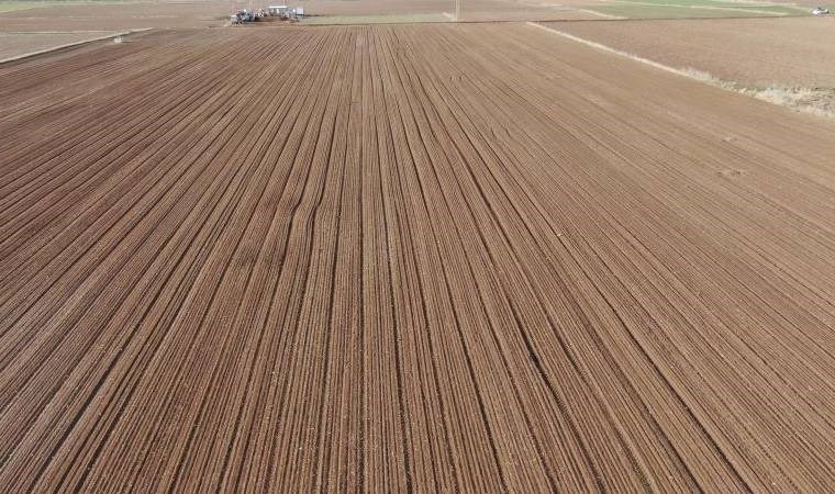 Sivas’ta toprakla buluşturuldular! Hasat edildikten sonra Dubai’ye gönderilecekler…