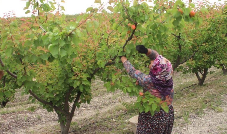 Mersin’de hasat başladı: 150 bin ton rekolte bekleniyor! 120 liradan satılıyor…