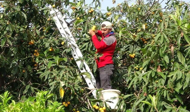Mersin’de hasat erken başladı: Kilosu 45 TL