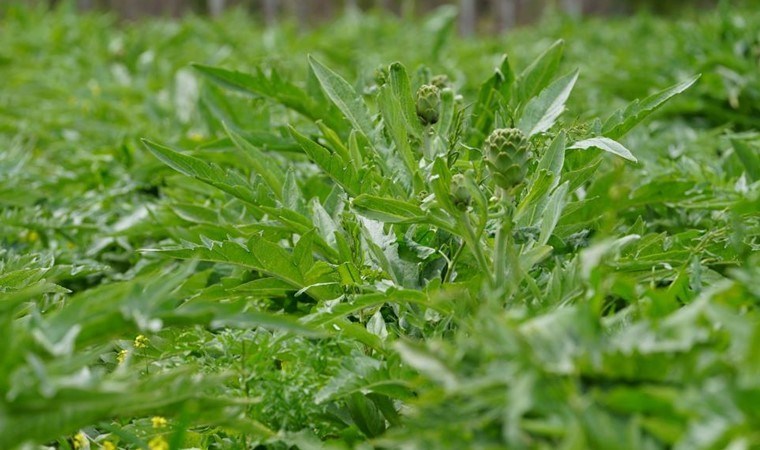 İzmir’de hasat yoğunluğu başladı: Tarlada fiyatı 15 lira