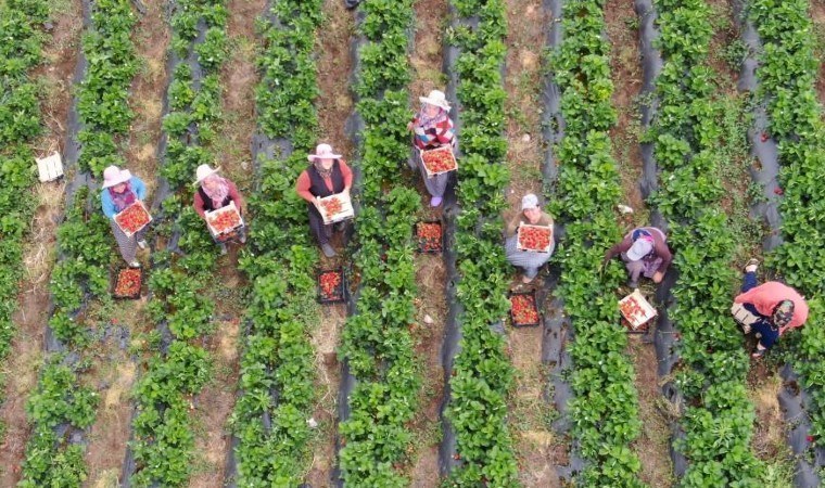 Hatay’da hasat başladı: Tarladan yurtdışına 50 TL, yurtiçine 70 TL…