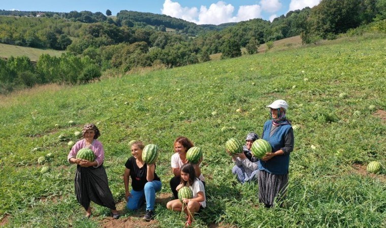 650 dekarda üretiliyor: Yalnızca Kandıra’da yetişiyor…C vitamini deposu!