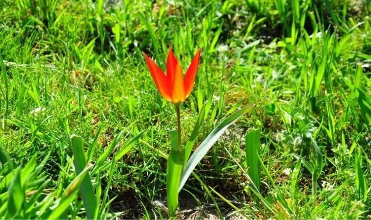 Koparmanın cezası 387 bin 142 TL