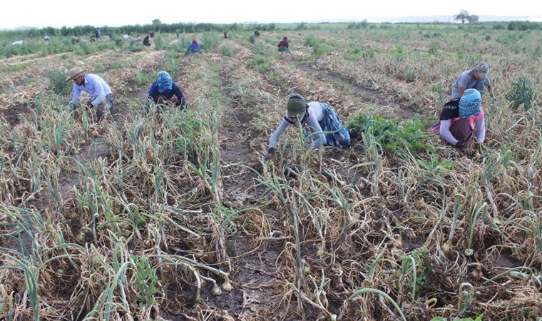 Amik Ovası’nda zorlu hasat sabahın ilk ışıkları ile başlıyor: Tarlada 17 TL’den alıcı buluyor