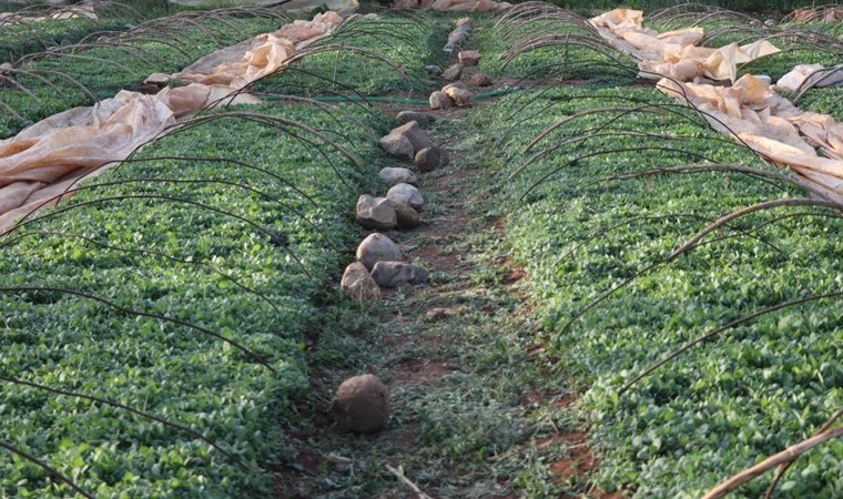 Tütün ambarında fideler toprakla buluştu! 2 ay sonra hasat edilecek…