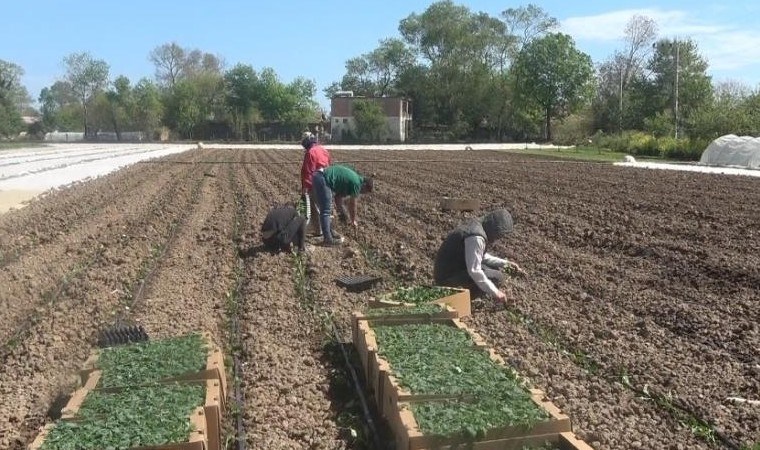 Bafra Ovası’nda ekim başladı: Günlük 1000 lira yevmiyeye işçi bulamıyor