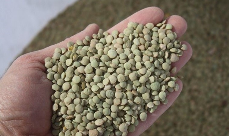 Narman’da yetişiyor: Coğrafi işaret yolunda…