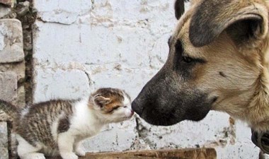 4 Nisan Dünya Sokak Hayvanları Günü: Sokak hayvanları için neler yapabiliriz? – Son Dakika Yaşam Haberleri | Cumhuriyet